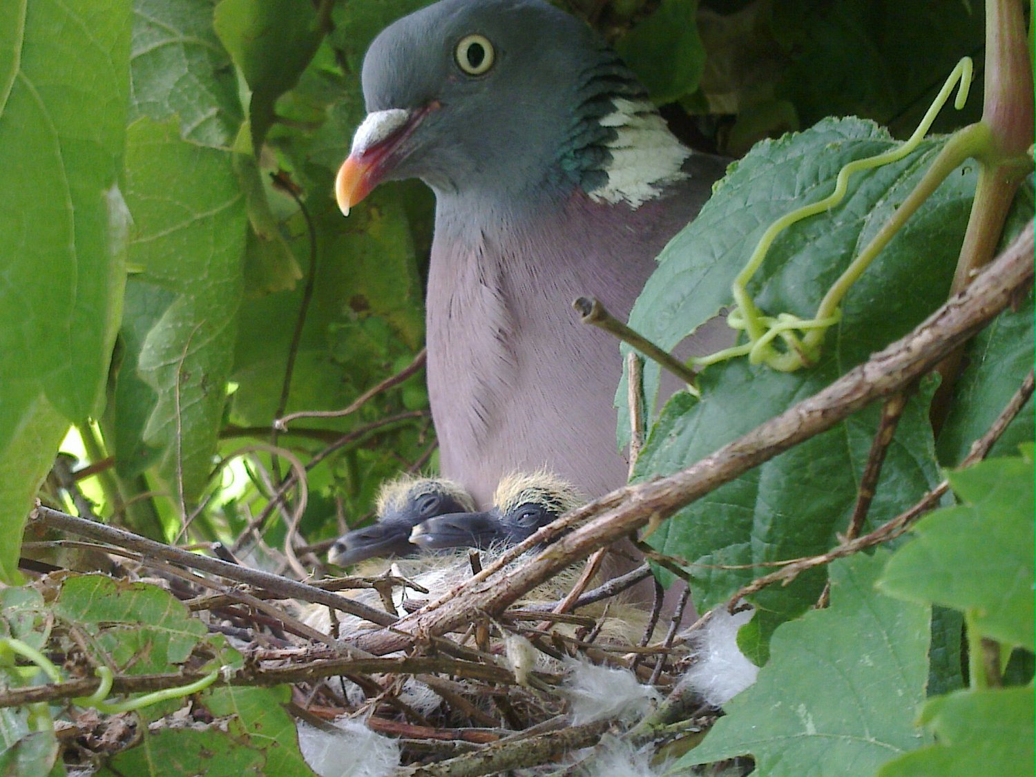 Samička chrání a zahřívá dvě mláďata na hnízdě, „Zdroj a licence“((Common Wood Pigeon with newly hatched young, Autor: Tjpayne, Dostupné z: https://commons.wikimedia.org/wiki/File:Common_Wood_Pigeon_with_newly_hatched_young.jpg [cit. 2016–06–23], CC BY-SA 3.0 Unported https://creativecommons.org/licenses/by-sa/3.0/deed.cs))