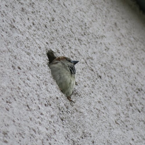 Své hnízdo ve větracím otvoru pod střechou spojovací chodby si střeží další sameček.