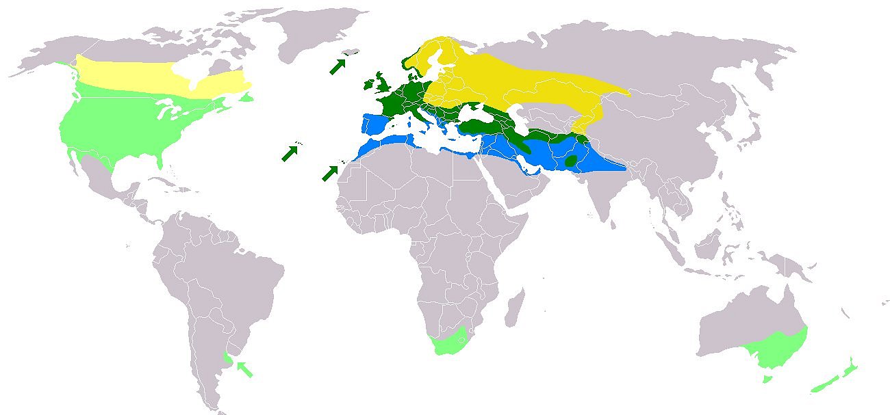 **Mapka rozšíření špačka obecného**: **Tmavé barvy** – původní areál výskytu, **světlé barvy** – oblasti, kam byl člověkem zavlečen; žlutě oblast letního výskytu a hnízdění, zeleně celoroční výskyt, modře oblast zimovišť, „Zdroj a licence“((Sturnus vulgaris distribution map, Autor: MPF, Dostupné z: https://commons.wikimedia.org/wiki/File:Sturnus_vulgaris_map.png [cit. 2017–08–21], CC BY-SA 3.0 Unported Generic https://creativecommons.org/licenses/by-sa/3.0/deed.cs))